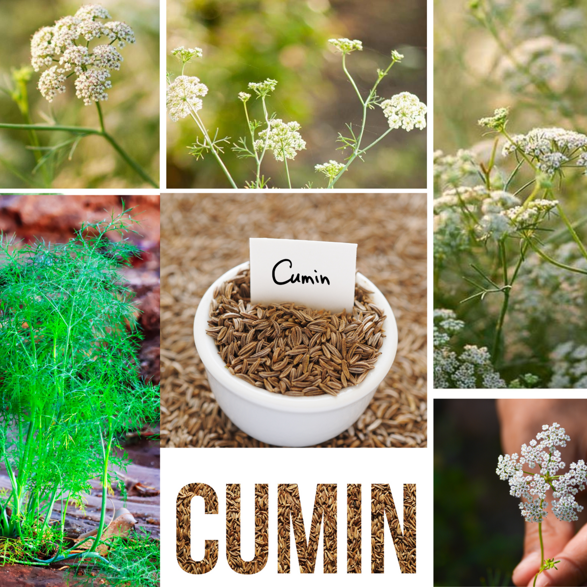 Cumin Seeds - Cuminum Cyminum, Aromatic Seeds, 105 seeds