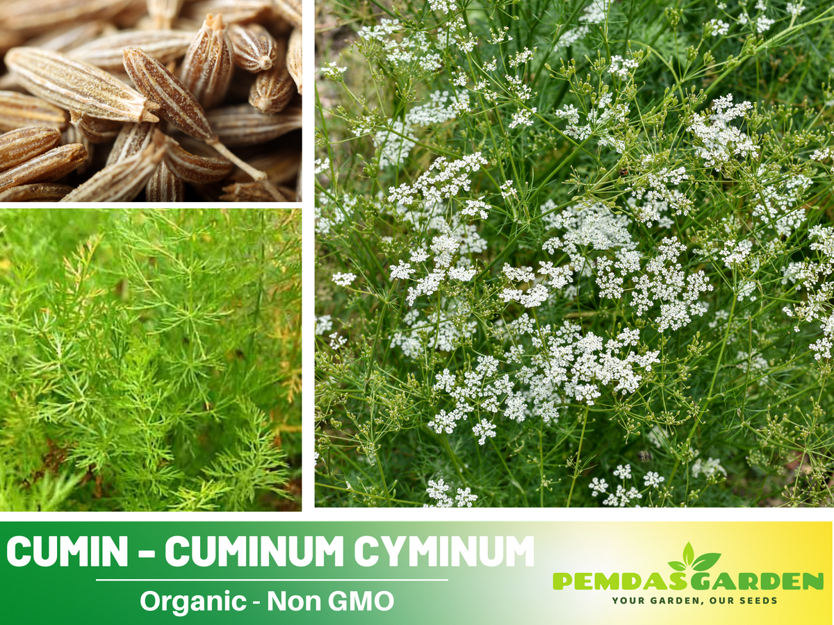 105 Seeds| Cumin - Cuminum cyminum Seeds #6015