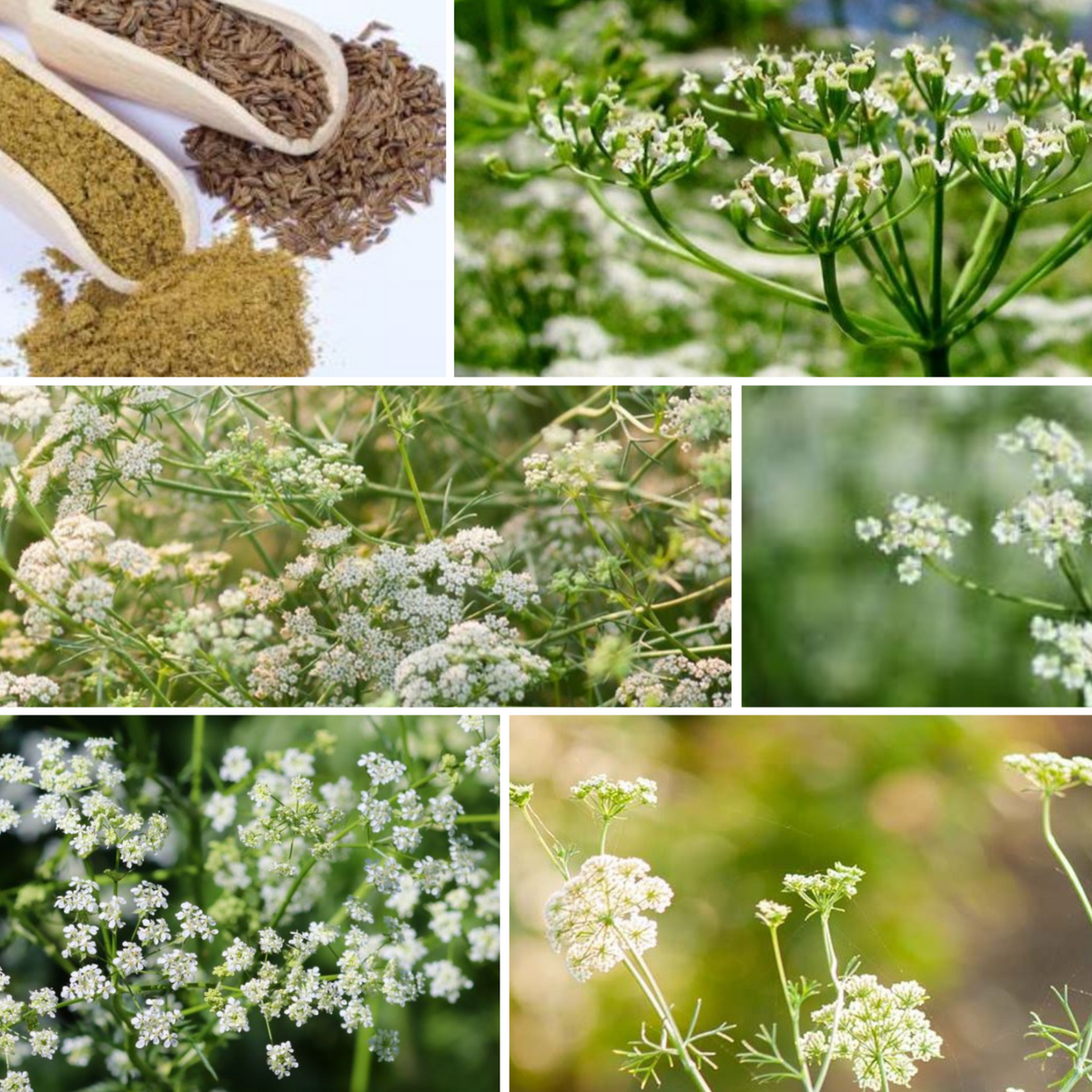 105 Seeds| Cumin Seeds - Cuminum cyminum - Annual Herb for Culinary Spice Garden Outdoor Beds and Containers, Aromatic seeds, Ornamental Feathery Foliage#6019