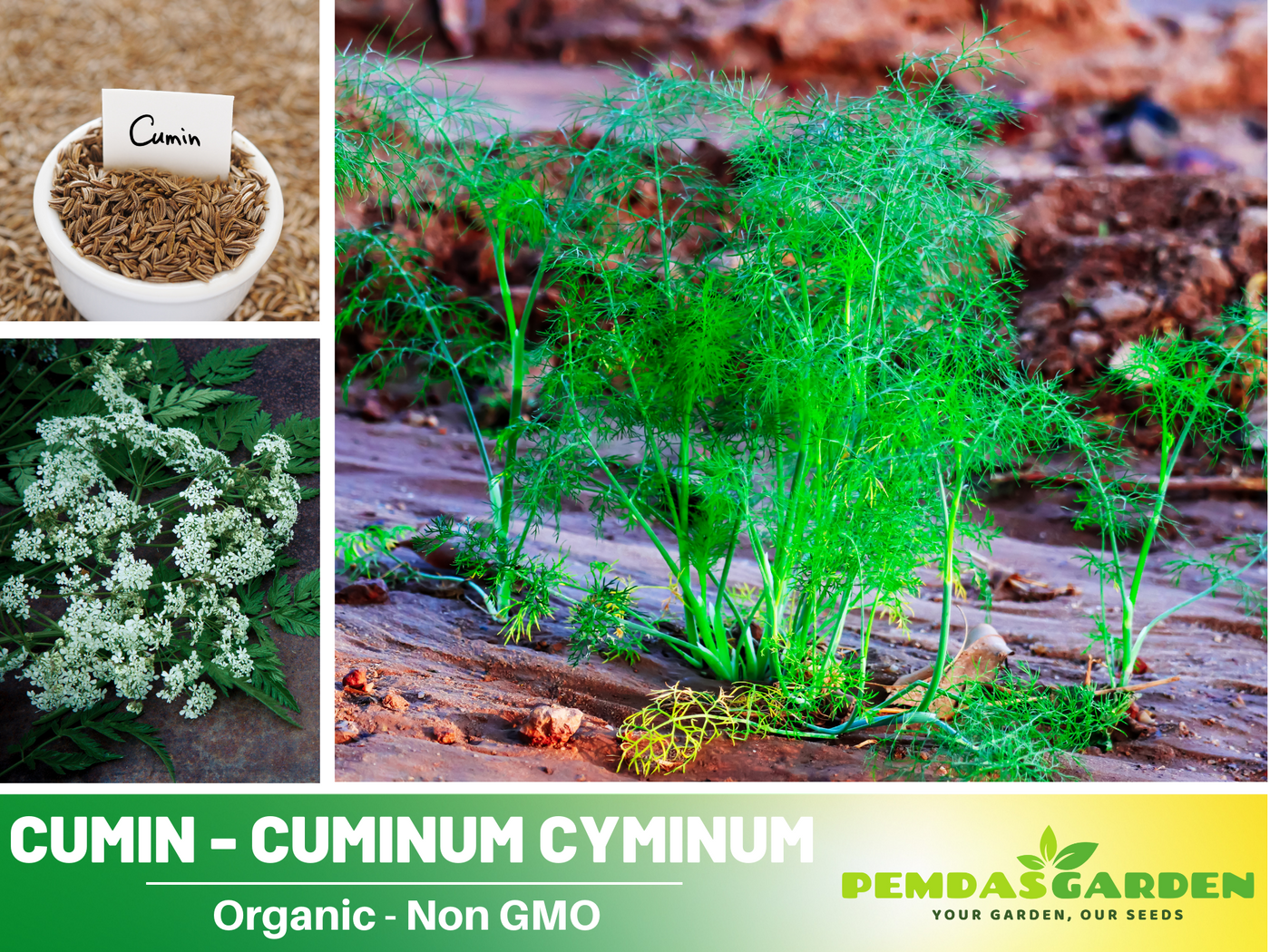 cumin seeds for planting 105 Seeds| Cumin Seeds - Cuminum cyminum