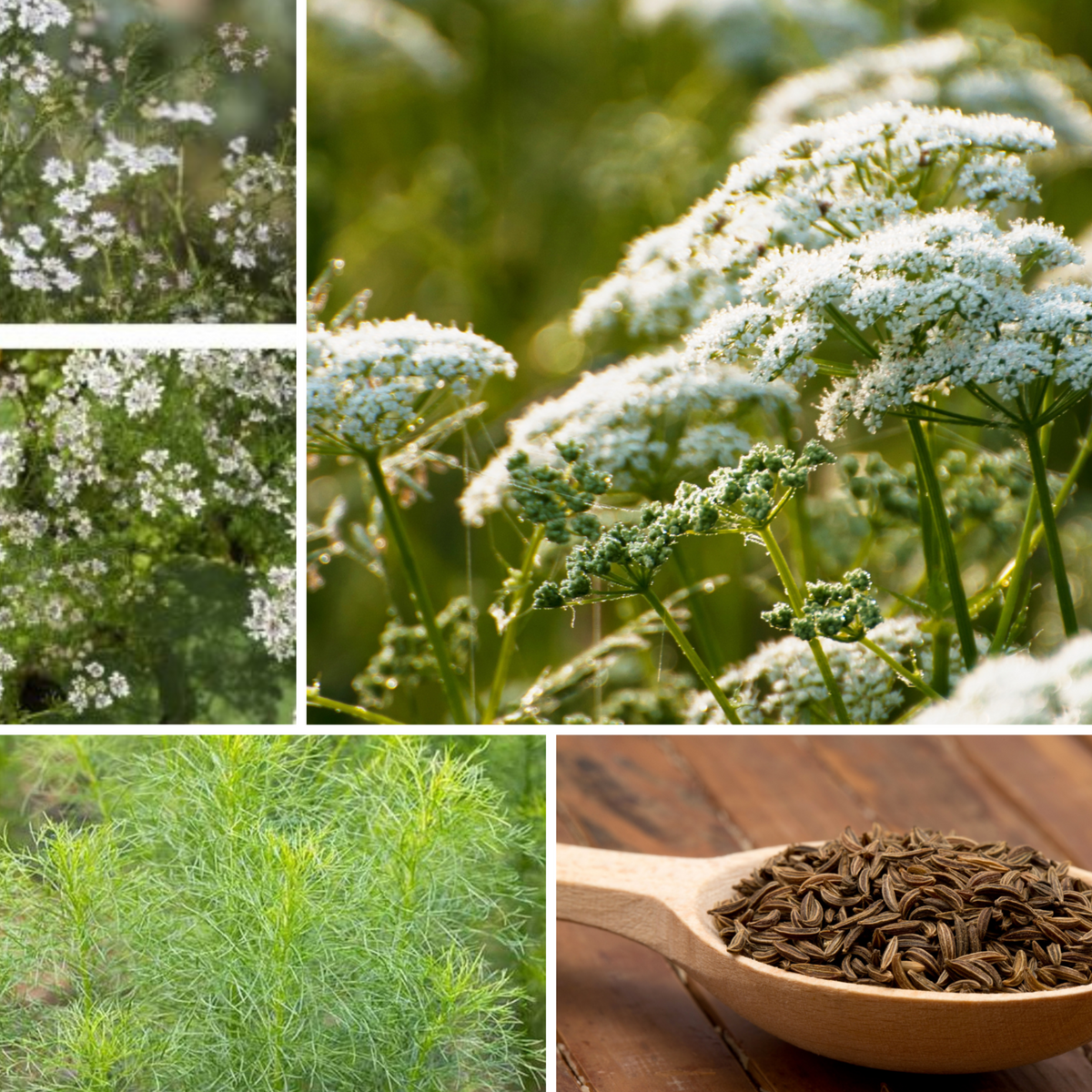 105 Seeds| Cumin Seeds - Cuminum cyminum - Annual Herb for Culinary Spice Garden Outdoor Beds and Containers, Aromatic seeds, Ornamental Feathery Foliage#6019