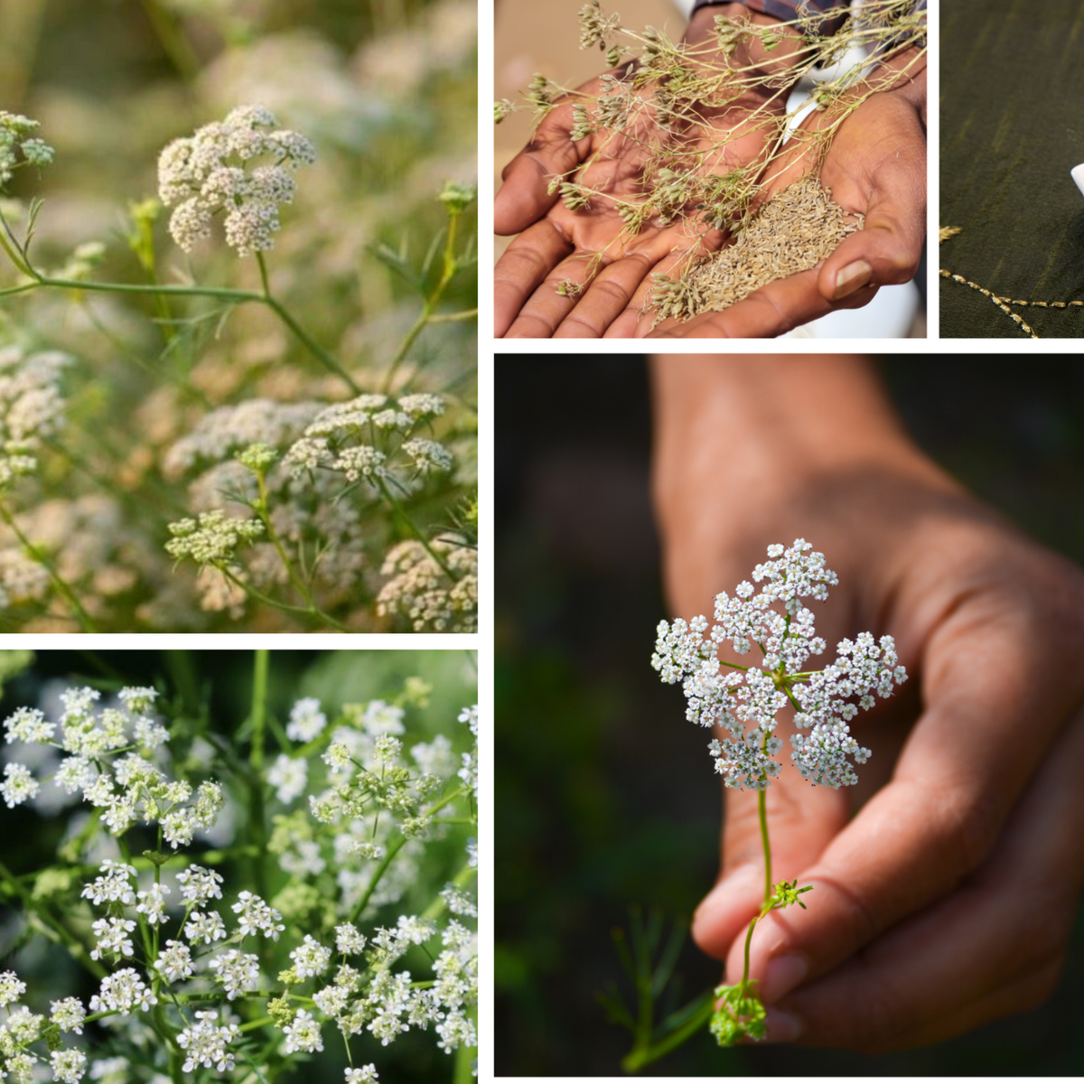105 Seeds| Cumin Seeds - Cuminum cyminum - Annual Herb for Culinary Spice Garden Outdoor Beds and Containers, Aromatic seeds, Ornamental Feathery Foliage#6019
