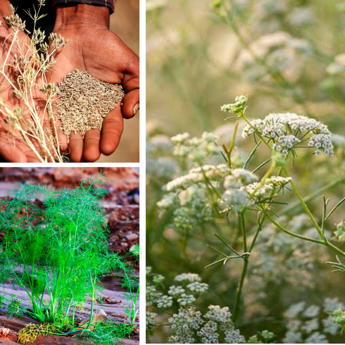 Cumin Seeds - Cuminum Cyminum, Aromatic Seeds, 105 seeds