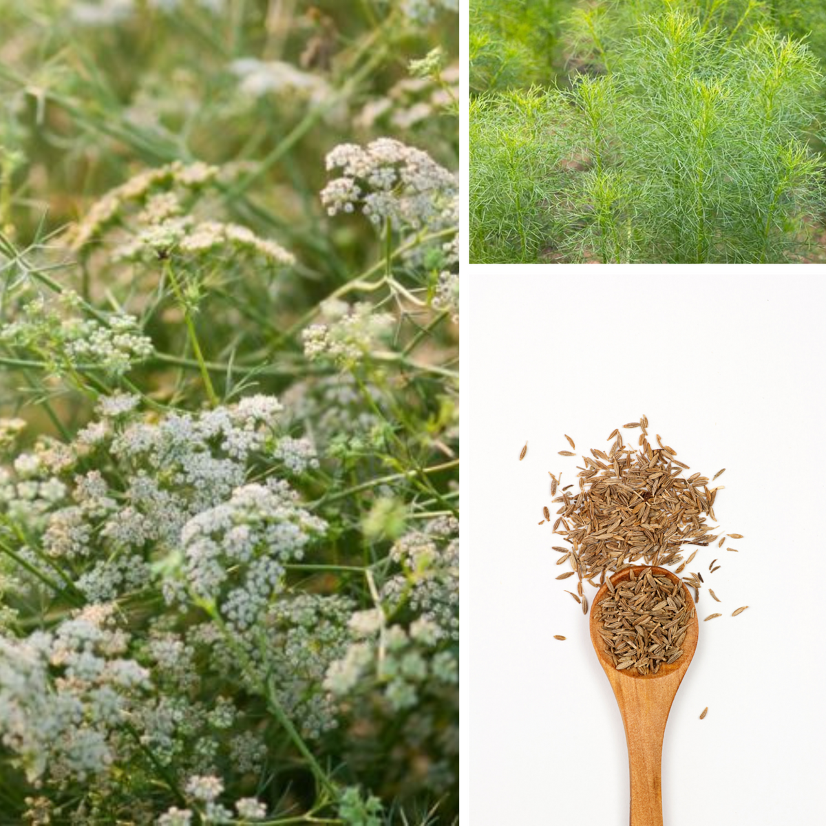 105 Seeds| Cumin Seeds - Cuminum cyminum - Annual Herb for Culinary Spice Garden Outdoor Beds and Containers, Aromatic seeds, Ornamental Feathery Foliage#6019