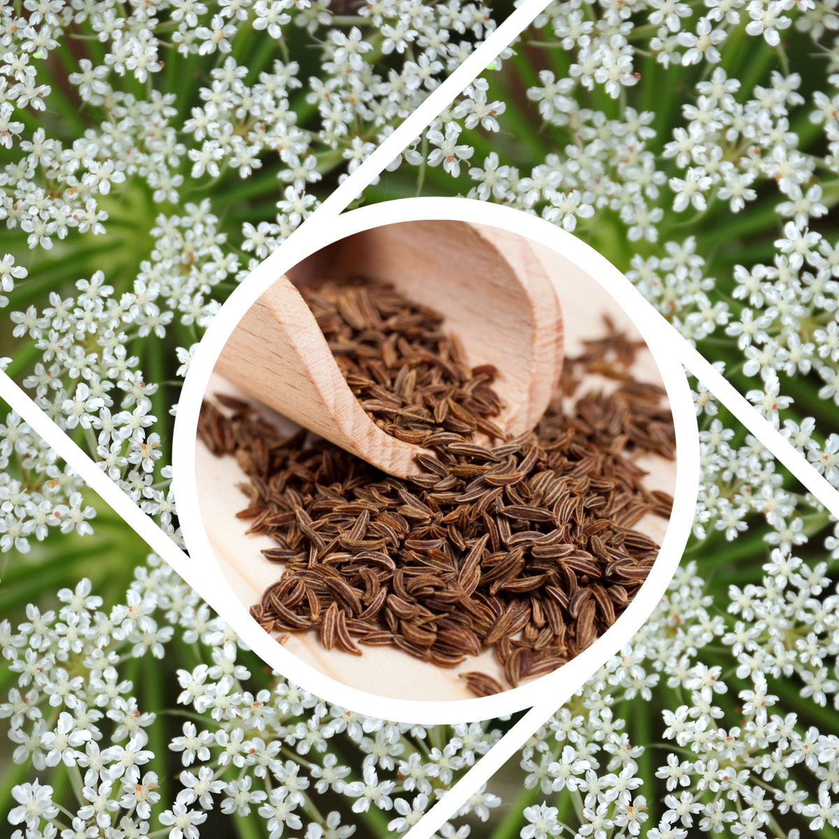 Cumin Seeds - Cuminum Cyminum, Aromatic Seeds, 105 seeds