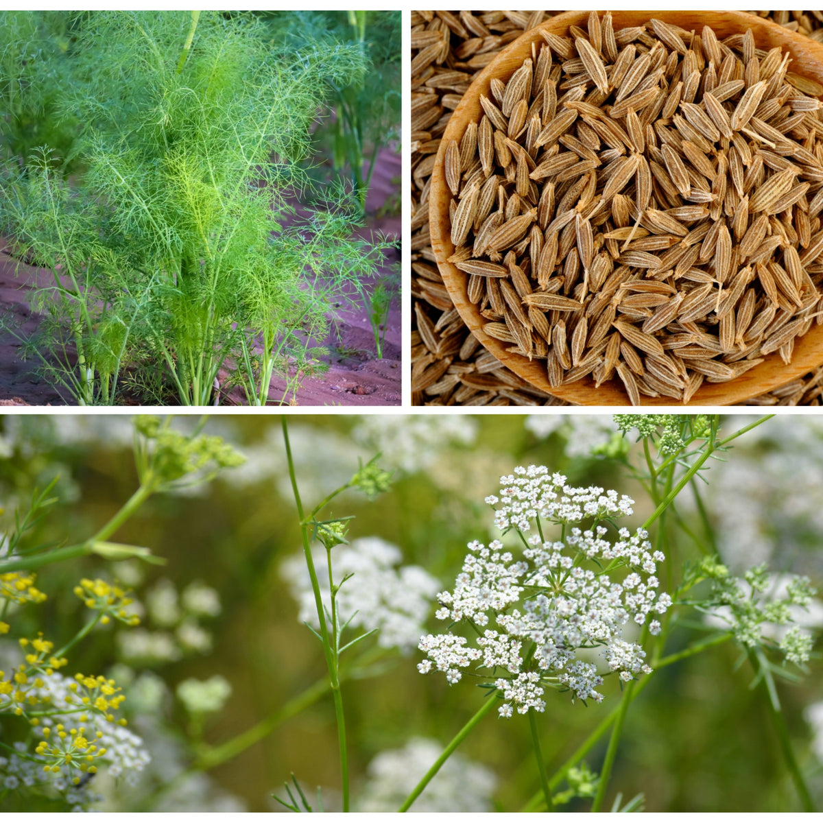 Cumin Seeds - Cuminum Cyminum, Aromatic Seeds, 105 seeds
