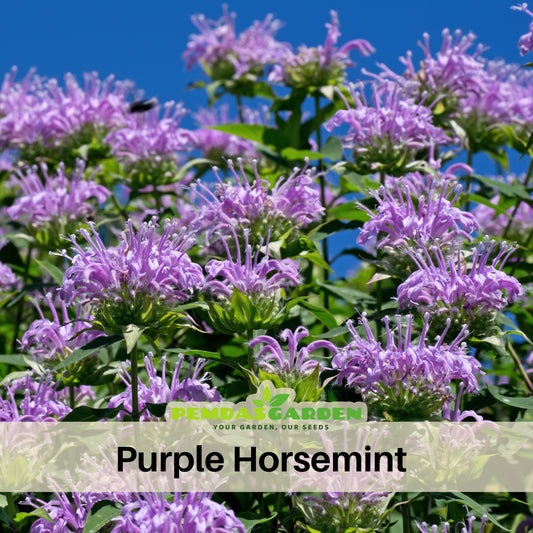 Bee Balm Purple Bergamot Seeds - Horsemint Herb, 55 seeds