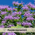 55 Seeds| Bee Balm Purple Bergamot Seeds – Heirloom, Non-GMO, Horsemint Herb, Fragrant Lavender-Purple Flowers, Pollinator Friendly, Easy to Grow Perennial for Tea, Medicinal Use, Borders, and Cottage Gardens#6021