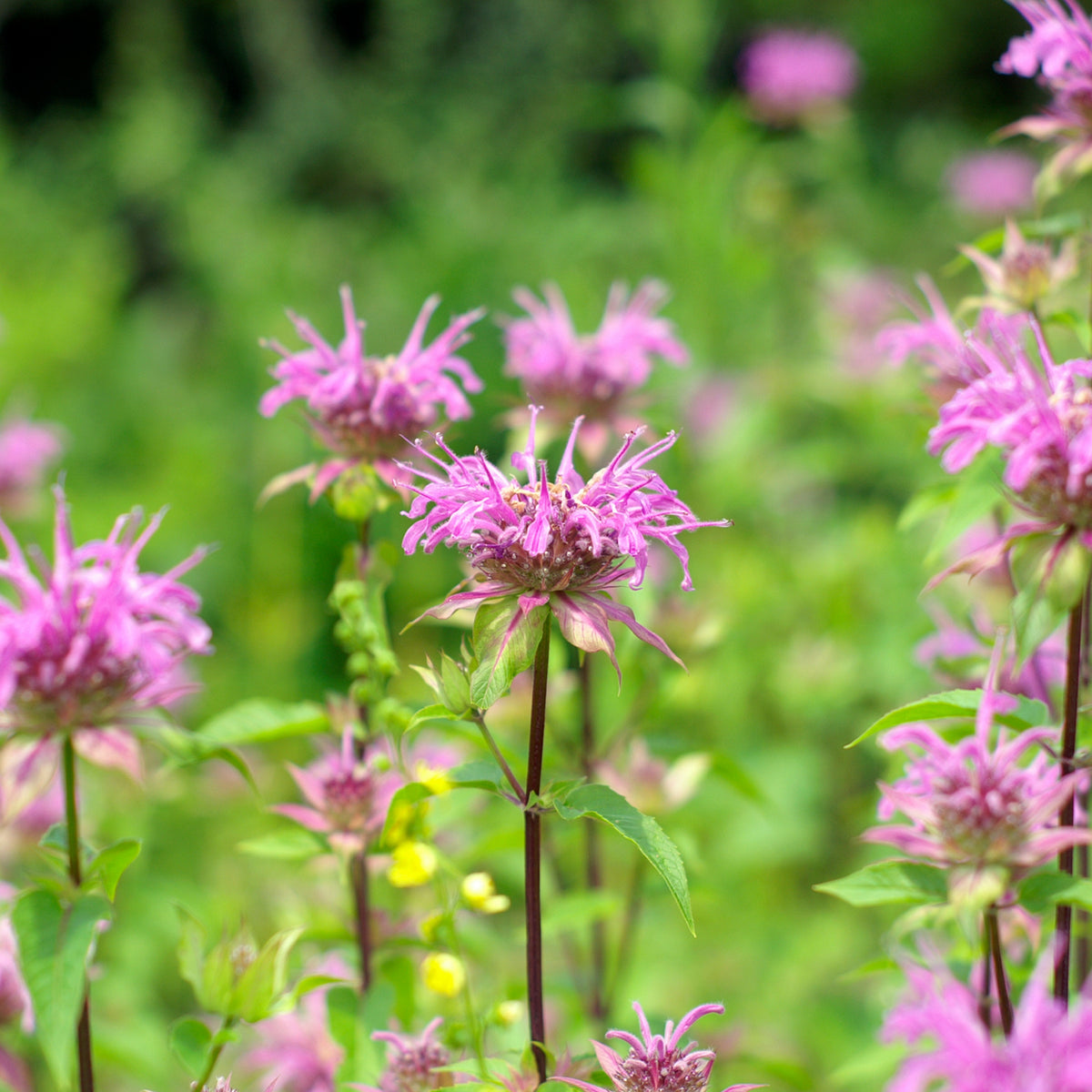 Black Bachelor’s Button Cornflower Seeds, 30 seeds
