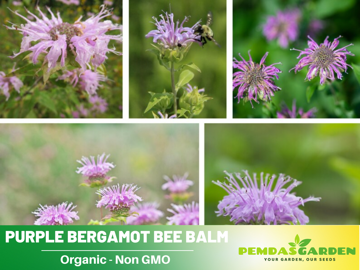 55 Seeds| Bee Balm Purple Bergamot (Horsemint)- - Herbs Seeds #6021