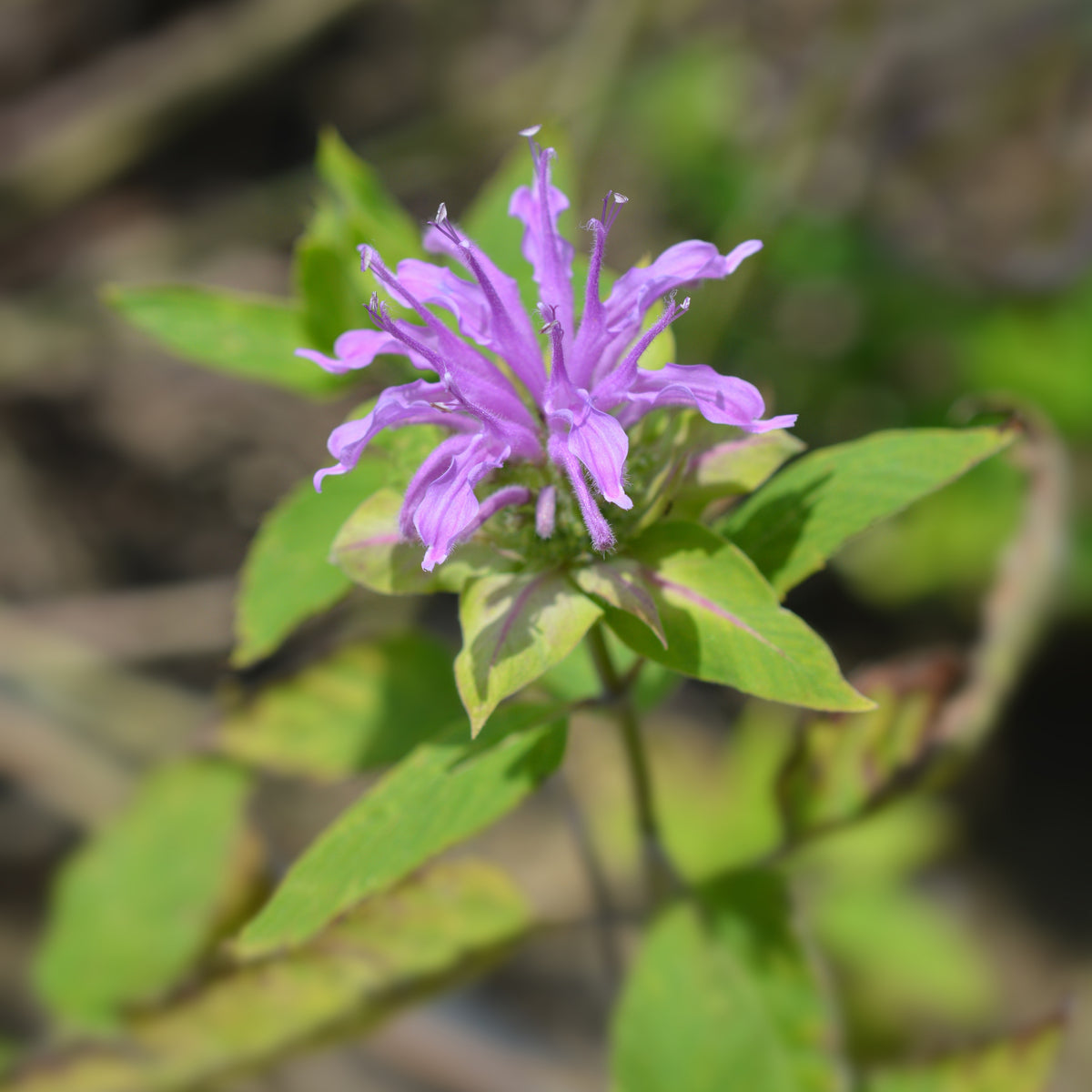 Bee Balm Purple Bergamot Seeds - Horsemint Herb, 55 seeds