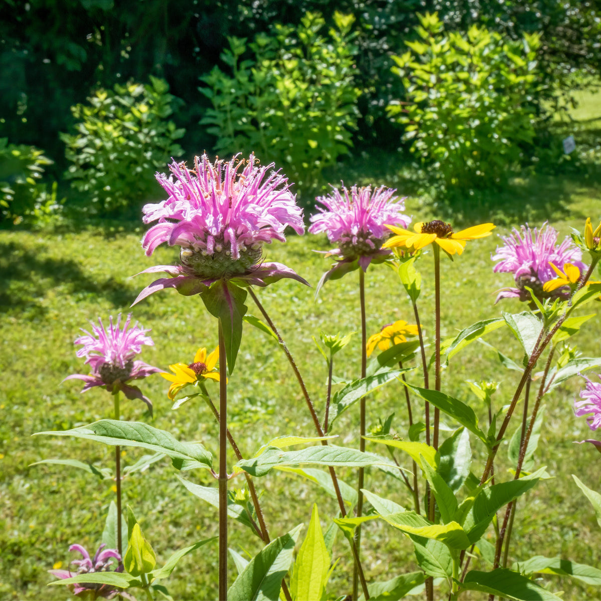 Bee Balm Purple Bergamot Seeds - Horsemint Herb, 55 seeds
