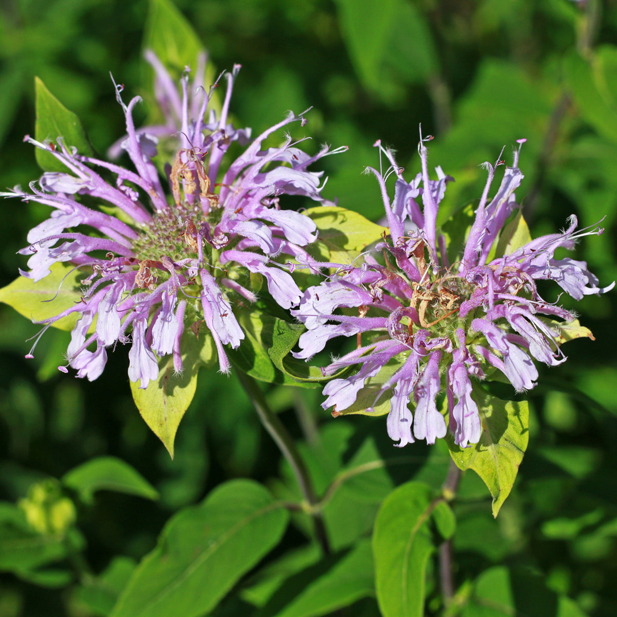 Bee Balm Purple Bergamot Seeds - Horsemint Herb, 55 seeds