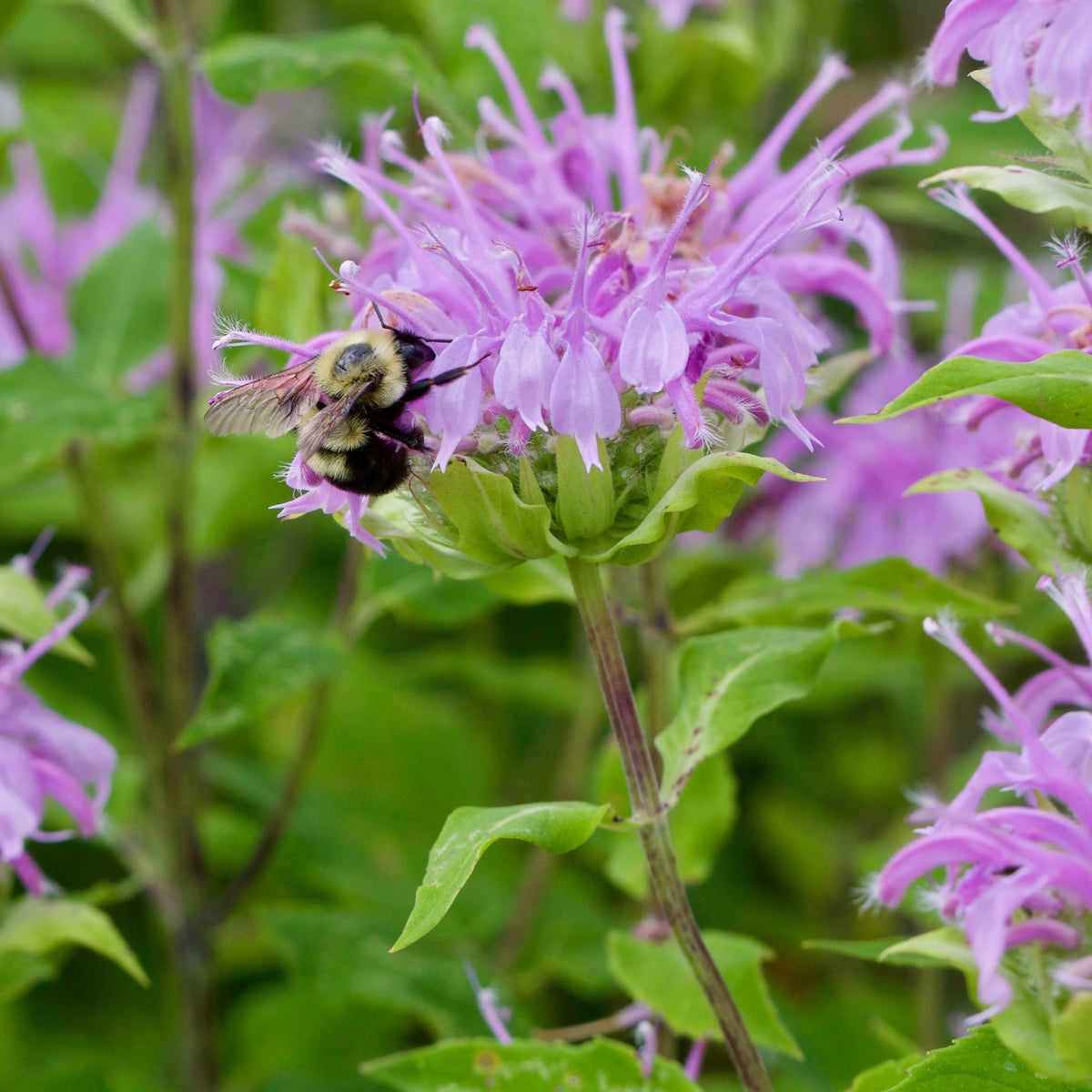 Bee Balm Purple Bergamot Seeds - Horsemint Herb, 55 seeds