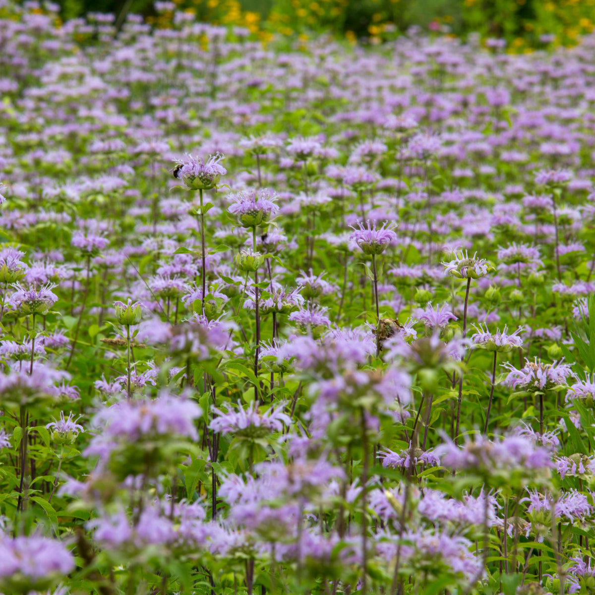 Bee Balm Purple Bergamot (Horsemint) Seeds - Herbs Seeds, 55 seeds