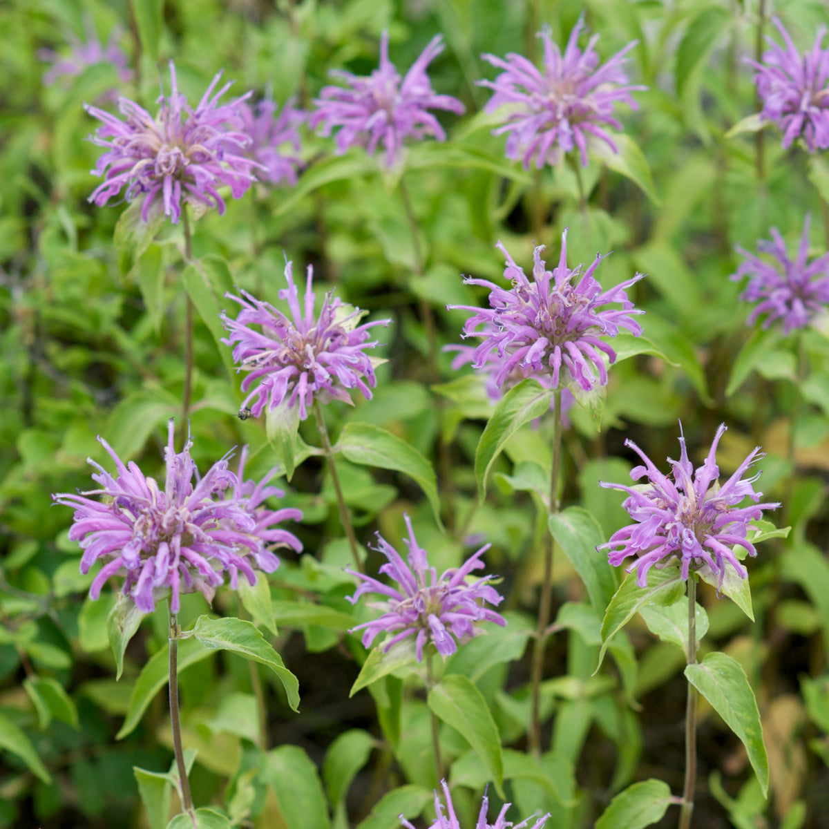 Bee Balm Purple Bergamot Seeds - Horsemint Herb, 55 seeds