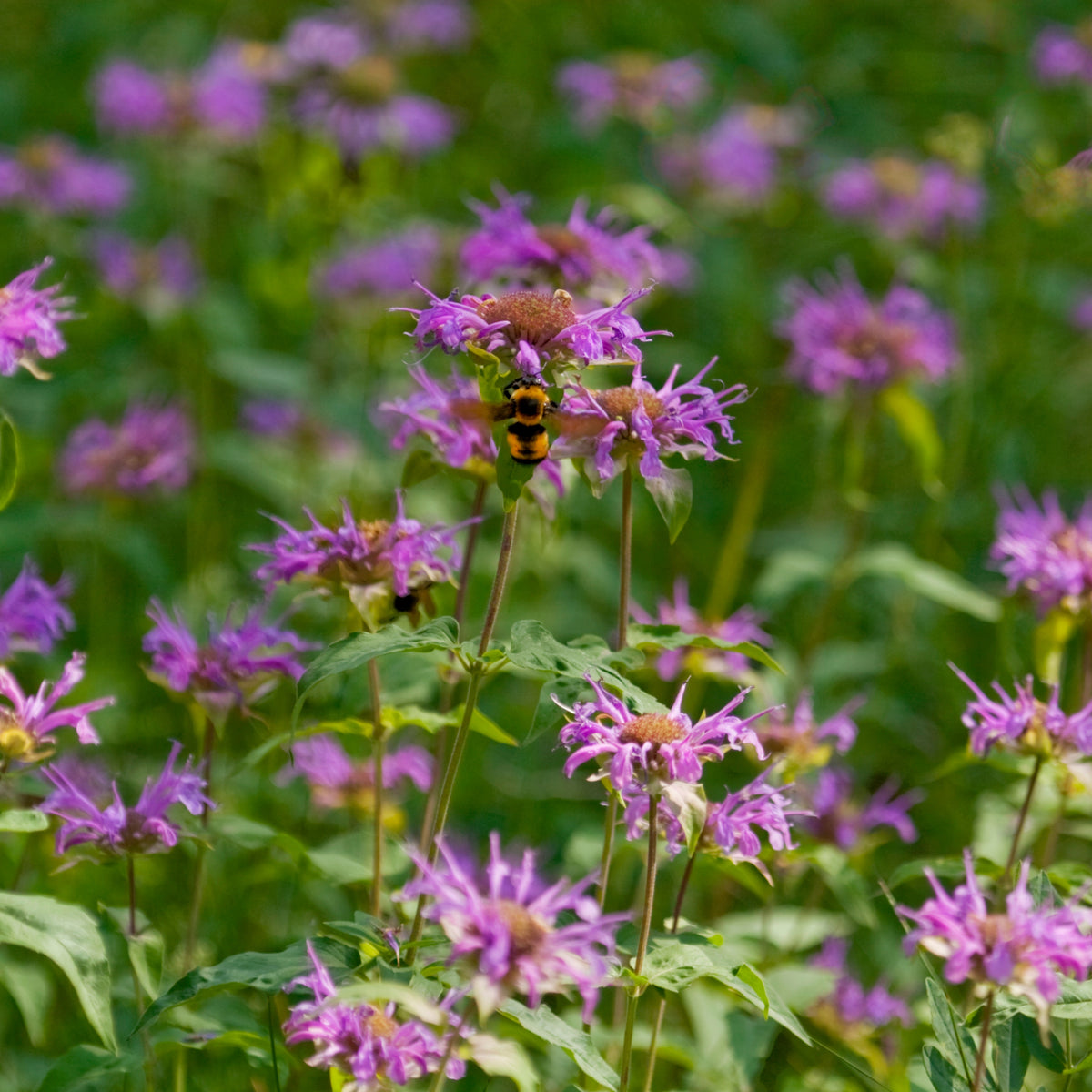 Bee Balm Purple Bergamot Seeds - Horsemint Herb, 55 seeds