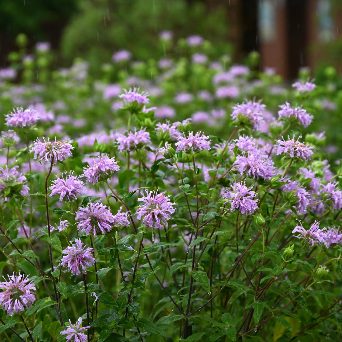 Bee Balm Purple Bergamot (Horsemint) Seeds - Herbs Seeds, 55 seeds
