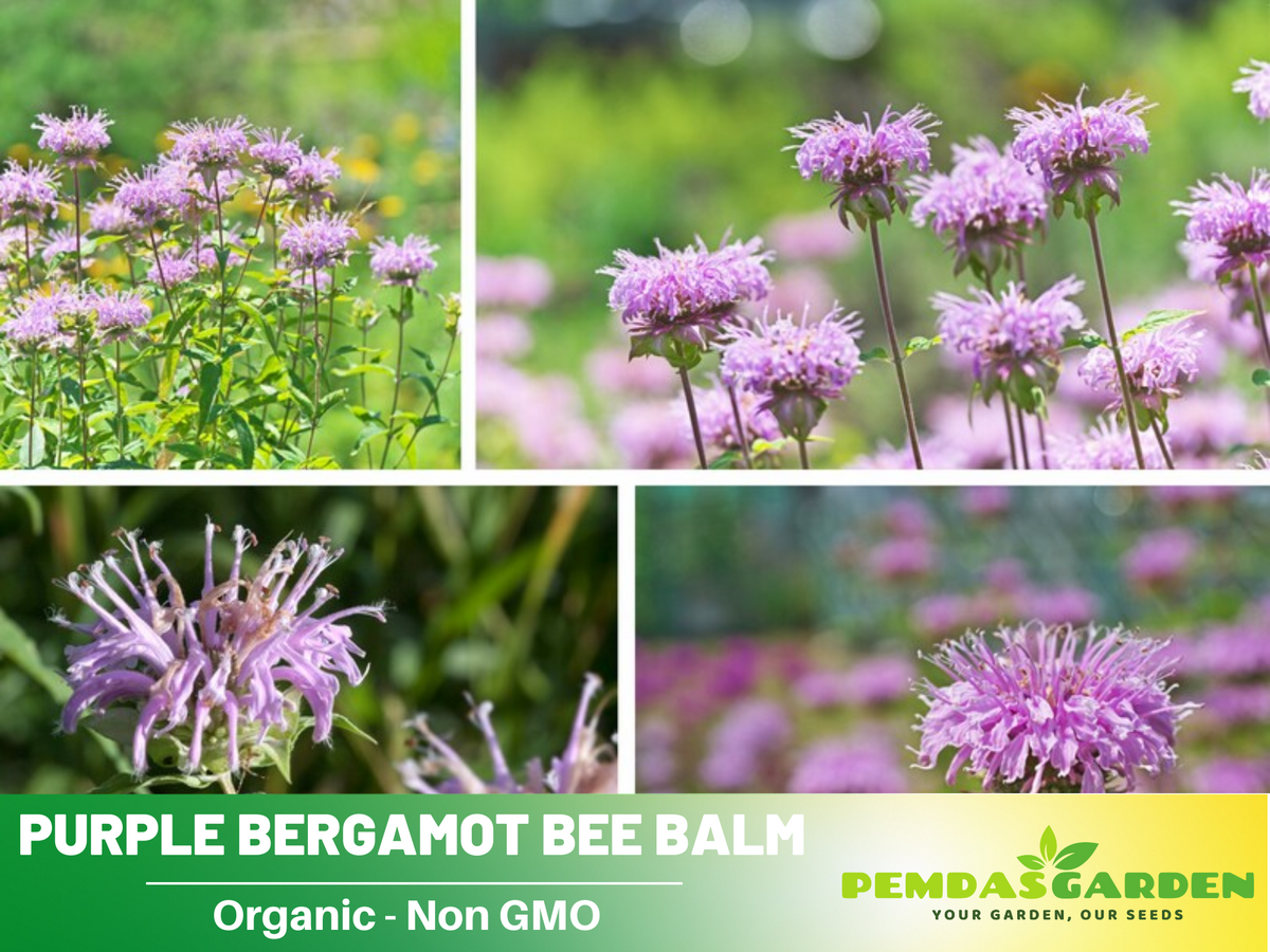 55 Seeds| Bee Balm Purple Bergamot (Horsemint)- Herbs Seeds #6021