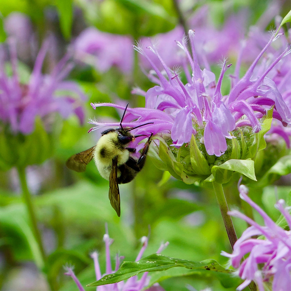 Bee Balm Purple Bergamot Seeds - Horsemint Herb, 55 seeds