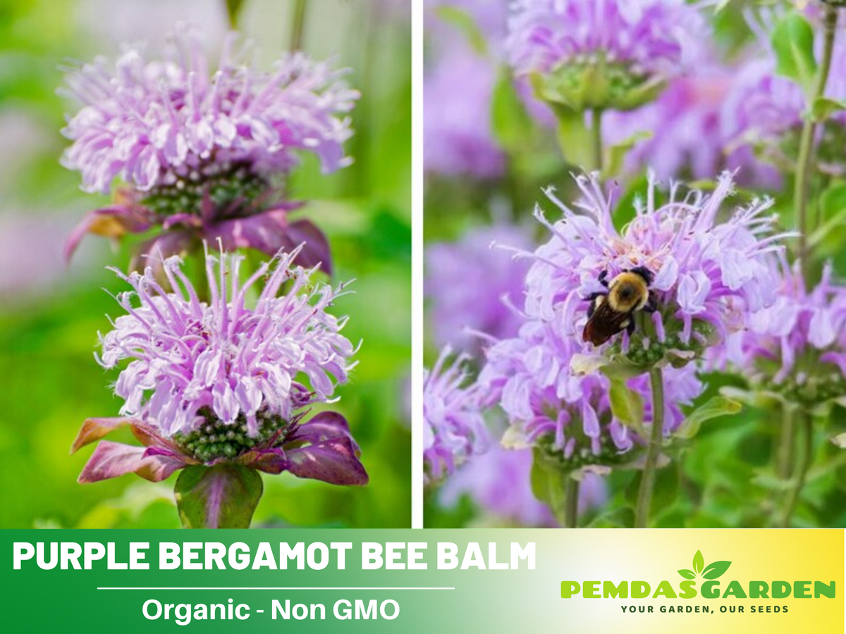 55 Seeds| Bee Balm Purple Bergamot (Horsemint)- - Herbs Seeds #6021