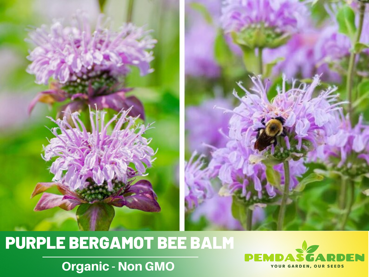 55 Seeds| Bee Balm Purple Bergamot (Horsemint) Seeds - Medicinal Herbs Seeds #6021