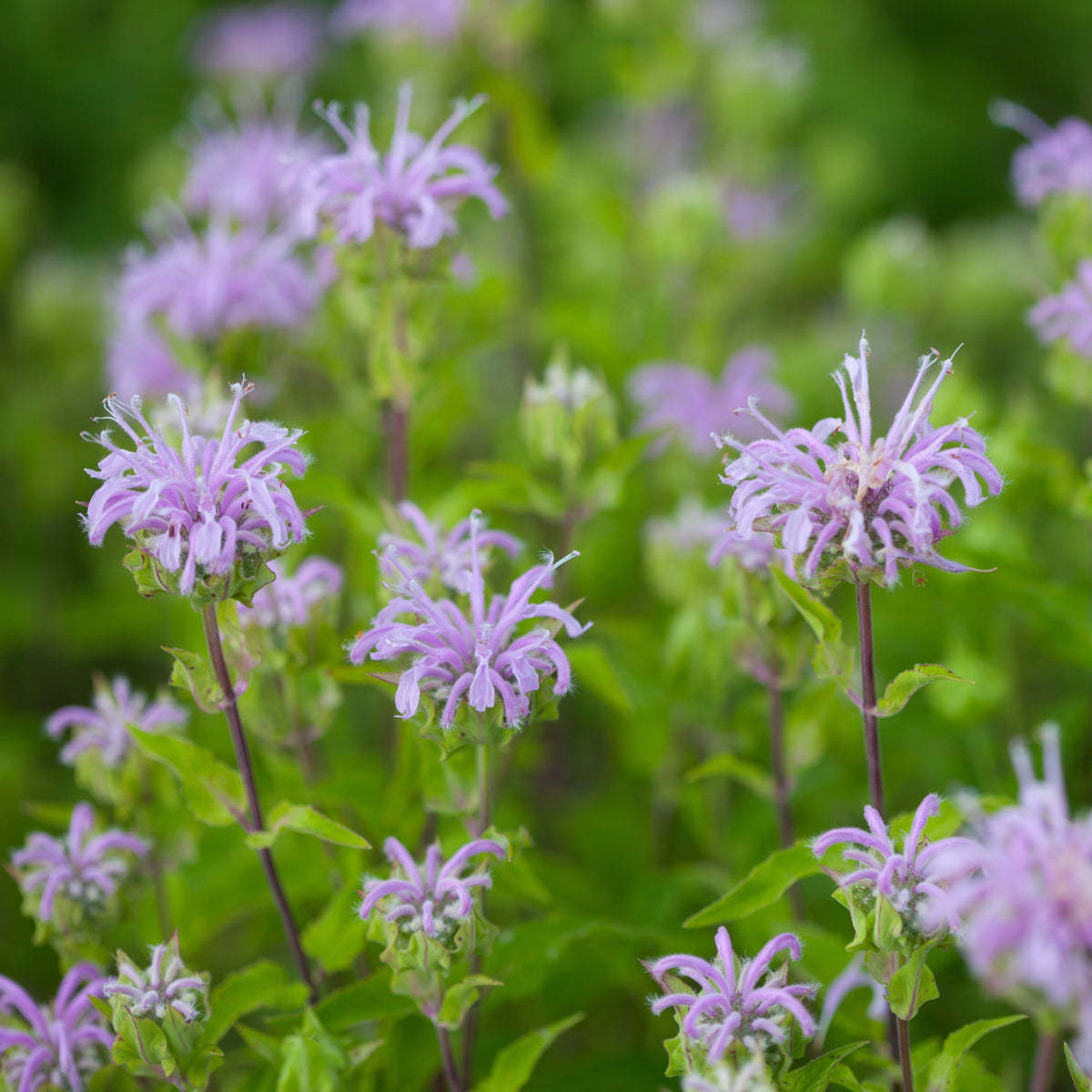Bee Balm Purple Bergamot Seeds - Horsemint Herb, 55 seeds
