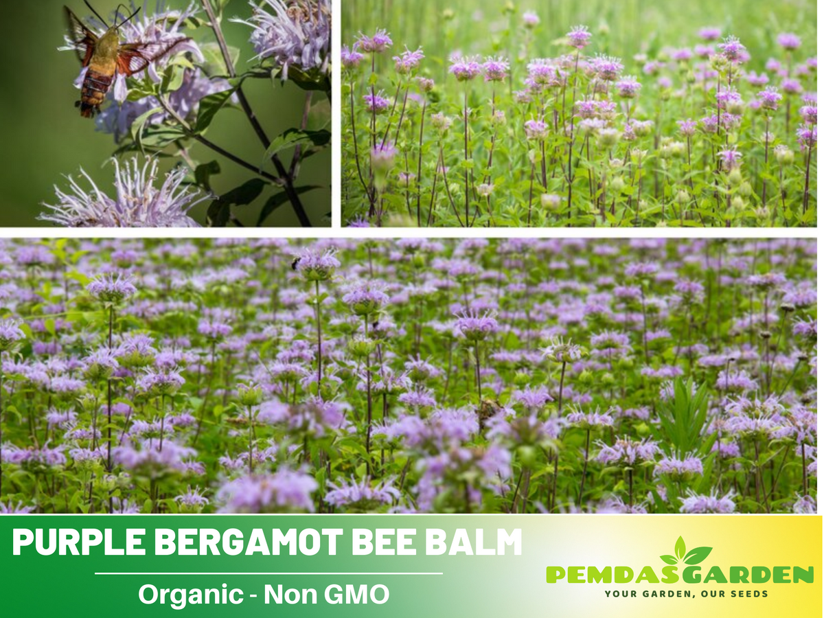 55 Seeds| Bee Balm Purple Bergamot (Horsemint) Seeds - Herbs Seeds #6021