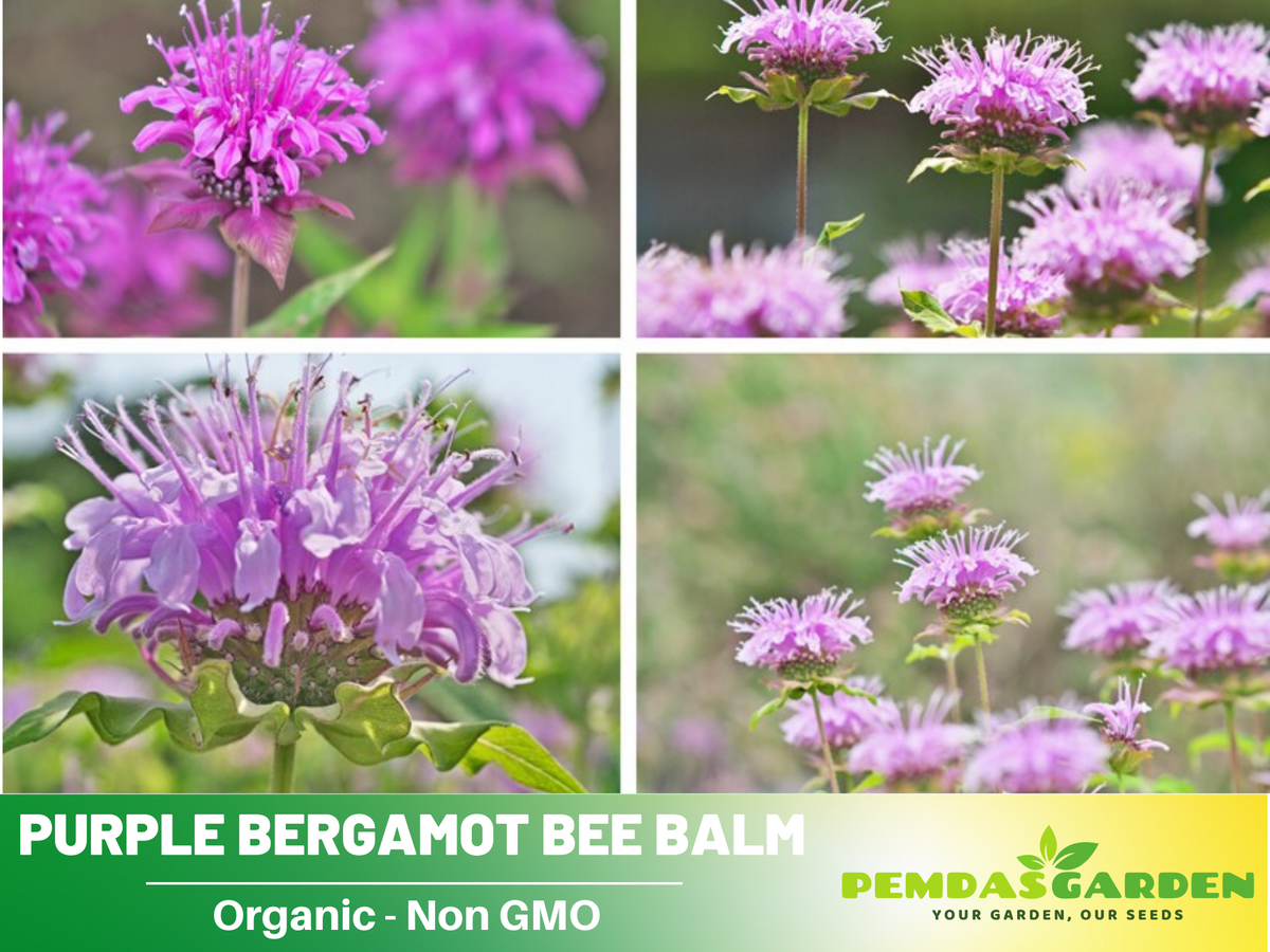 55 Seeds| Bee Balm Purple Bergamot (Horsemint) Seeds - Medicinal Herbs Seeds #6021