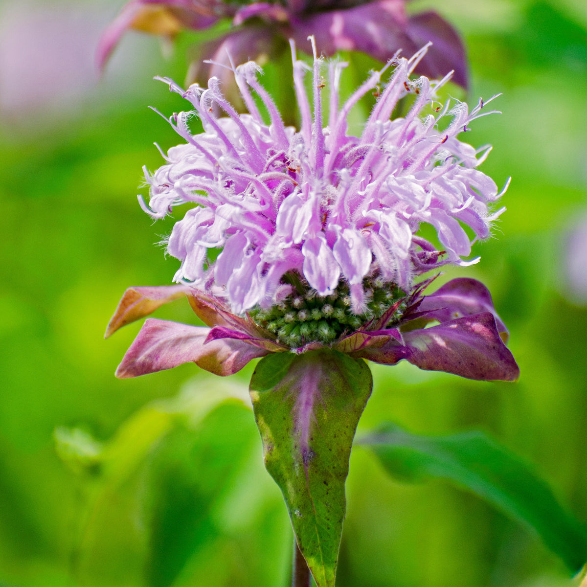 Bee Balm Purple Bergamot (Horsemint) Seeds - Herbs Seeds, 55 seeds