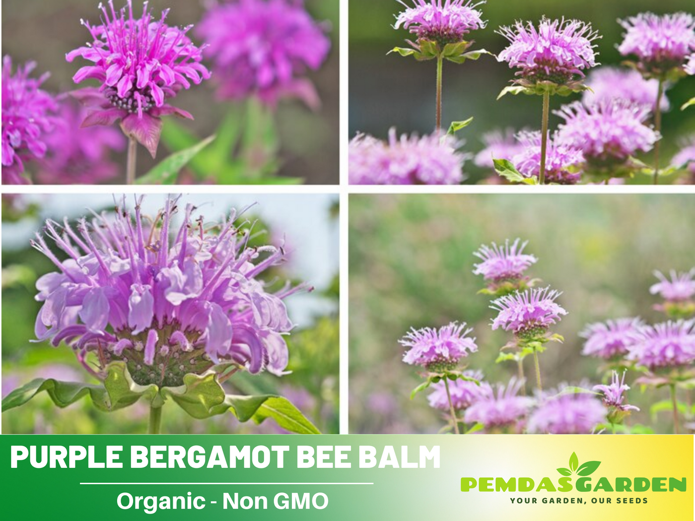 thumbnail image 2 of Toadstool Seeds Bee Balm Mix – 100 Seeds – Purple, Pink, White – Attracts Hummingbirds 2 of 6