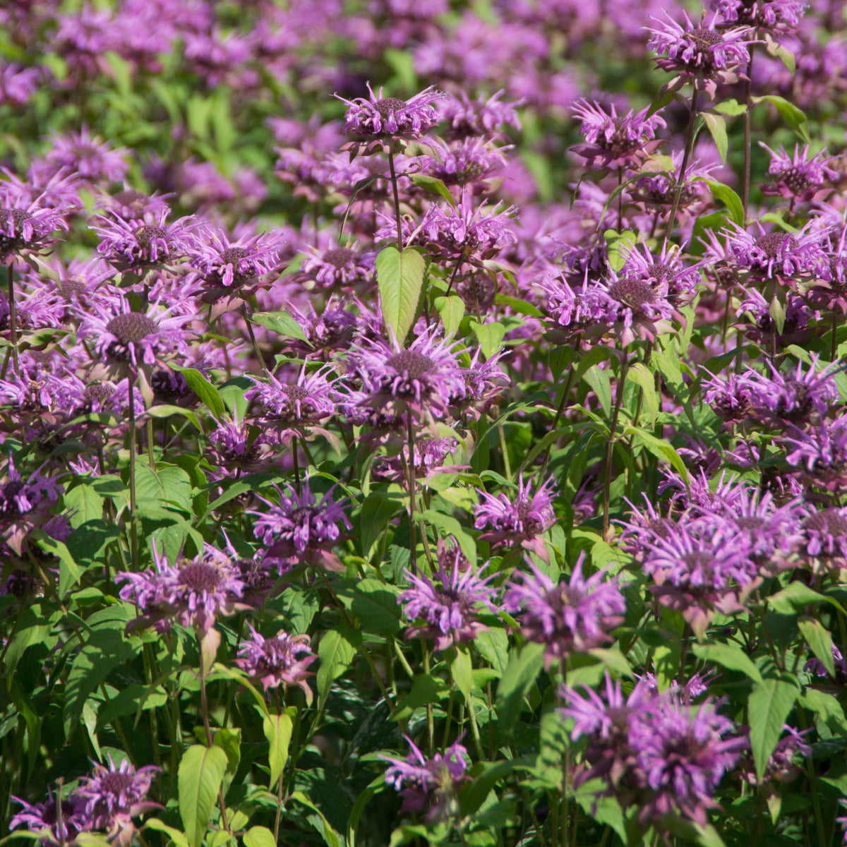 Bee Balm Purple Bergamot Seeds - Horsemint Herb, 55 seeds