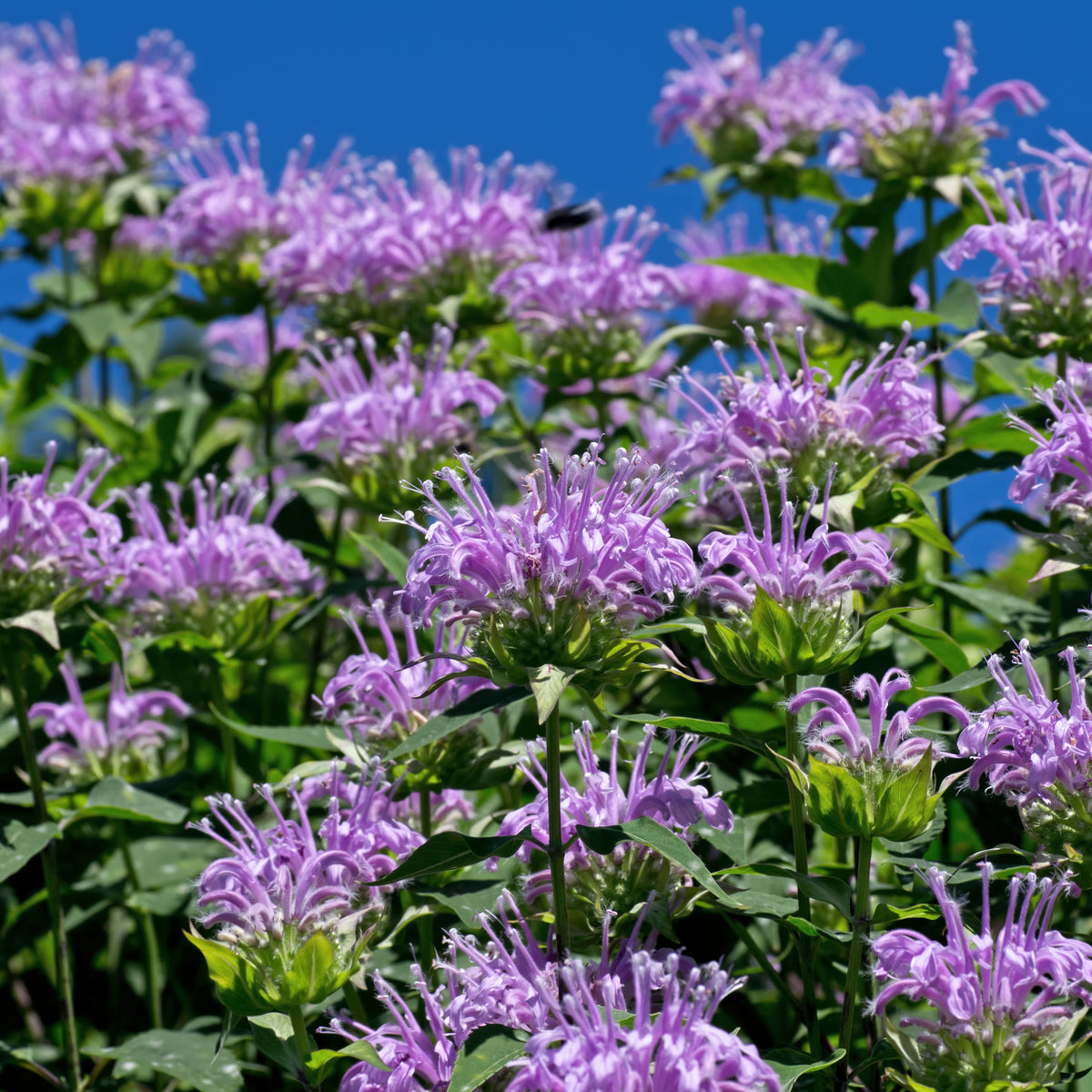 Bee Balm Purple Bergamot Seeds - Horsemint Herb, 55 seeds