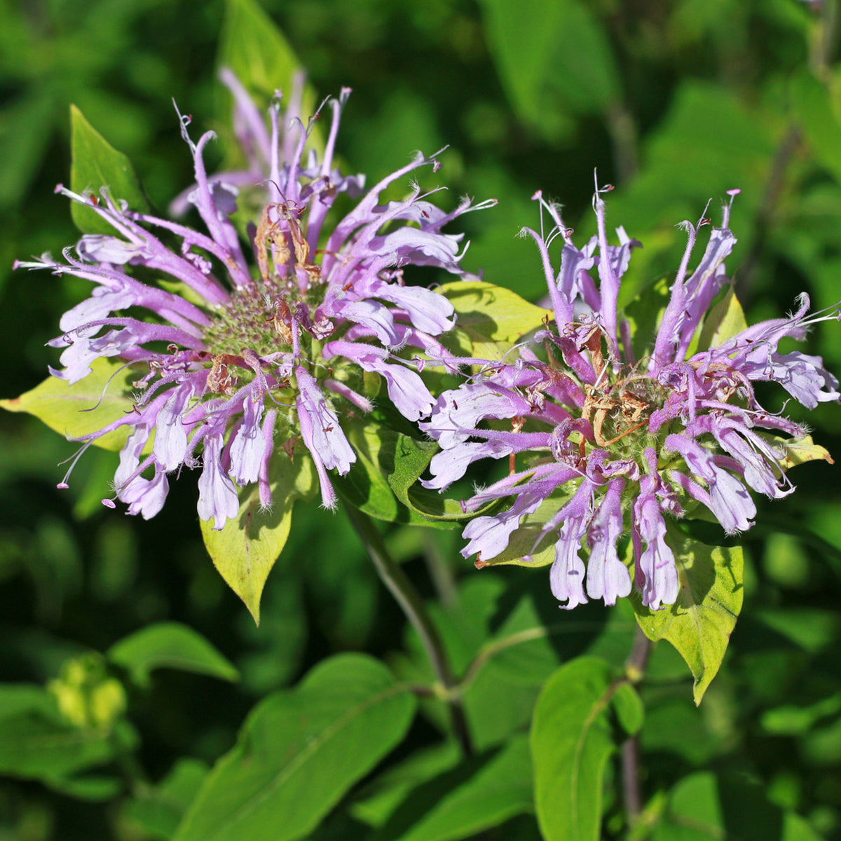 Bee Balm Purple Bergamot (Horsemint) Seeds - Herbs Seeds, 55 seeds
