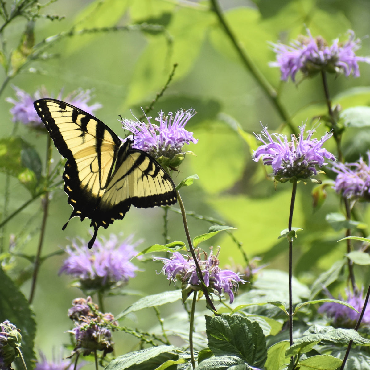 Bee Balm Purple Bergamot Seeds - Horsemint Herb, 55 seeds