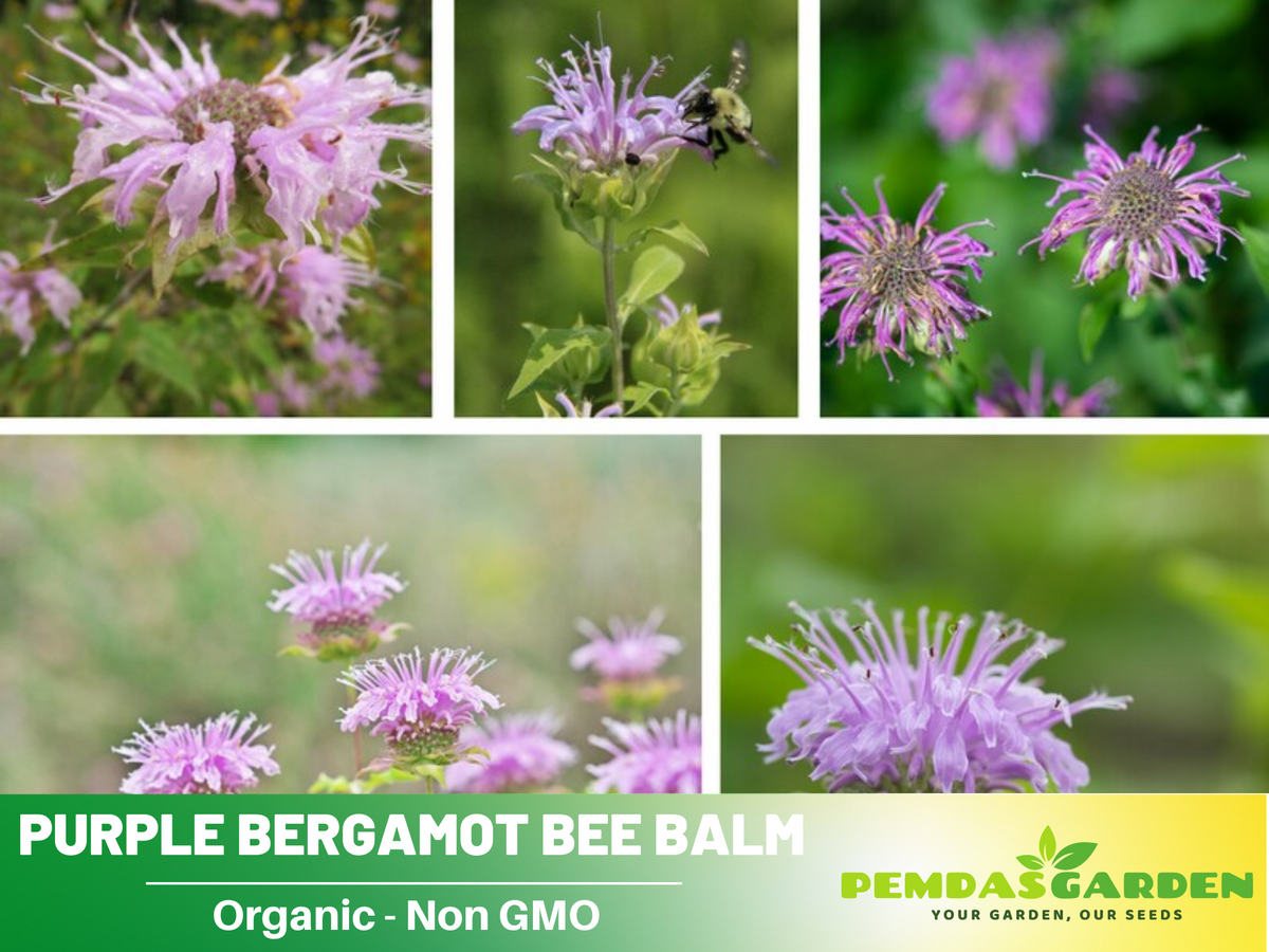 55 Seeds| Bee Balm Purple Bergamot (Horsemint) Seeds - Medicinal Herbs Seeds #6021