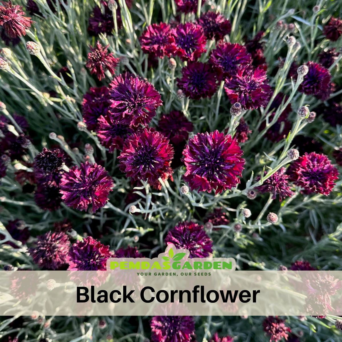 Black Bachelor’s Button Seeds - Cornflower Black Seeds, 30 seeds