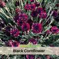 30 Seeds| Black Bachelor’s Button - Cornflower Black Seeds – Heirloom, Non-GMO, Striking Dark Blooms, Easy to Grow Annual, Attracts Bees & Butterflies, Great for Pollinator Gardens, Borders, Cut Flowers, and Cottage Garden Landscapes#6022