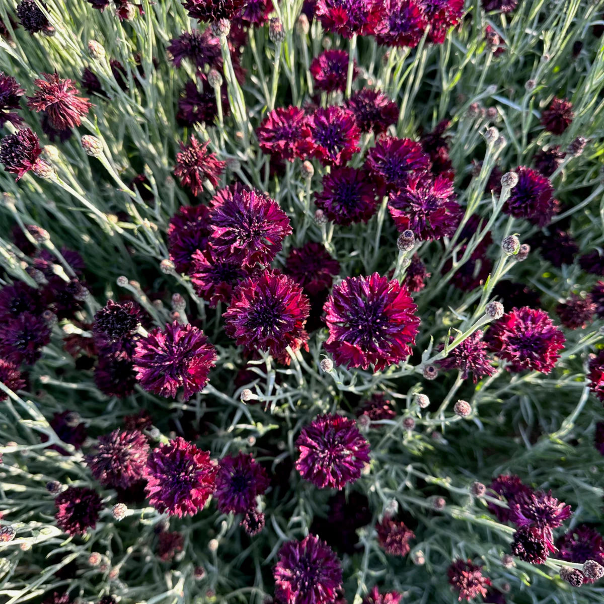 Black Bachelor’s Button Seeds - Cornflower Black Seeds, 30 seeds