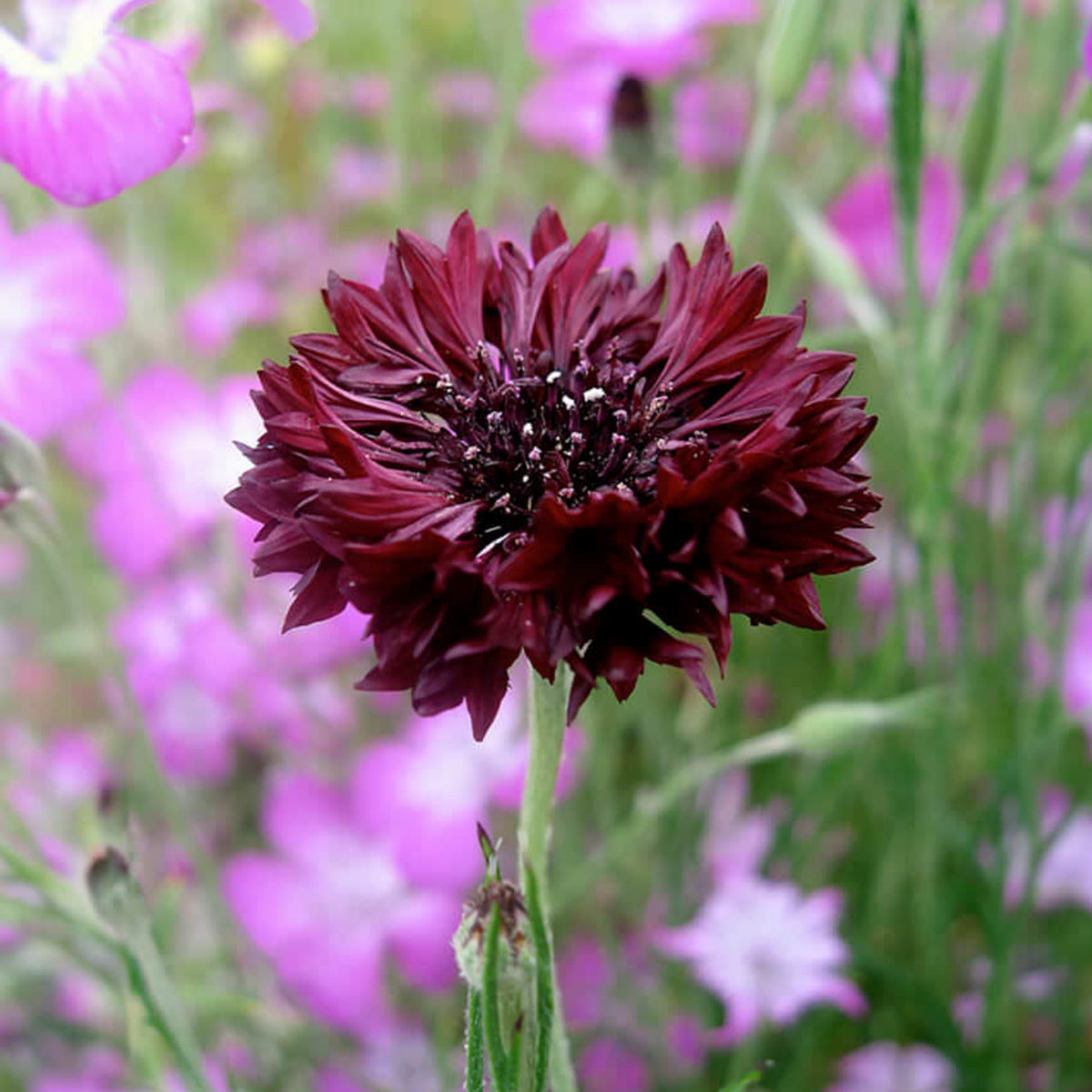 Black Bachelor’s Button Seeds - Cornflower Black Seeds, 30 seeds