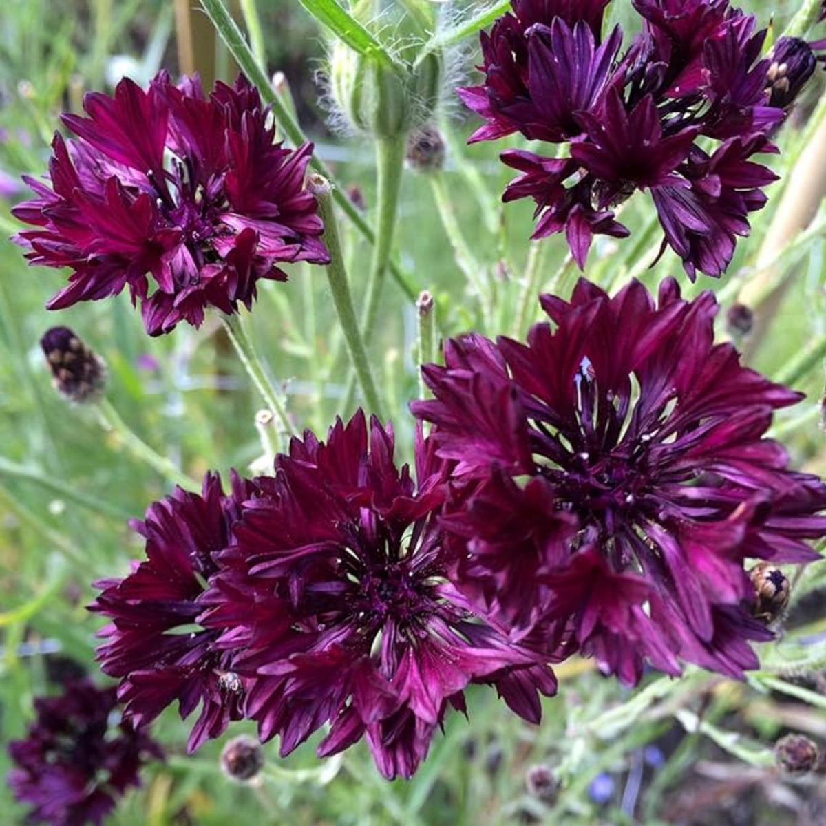 Black Bachelor’s Button Seeds - Cornflower Black Seeds, 30 seeds