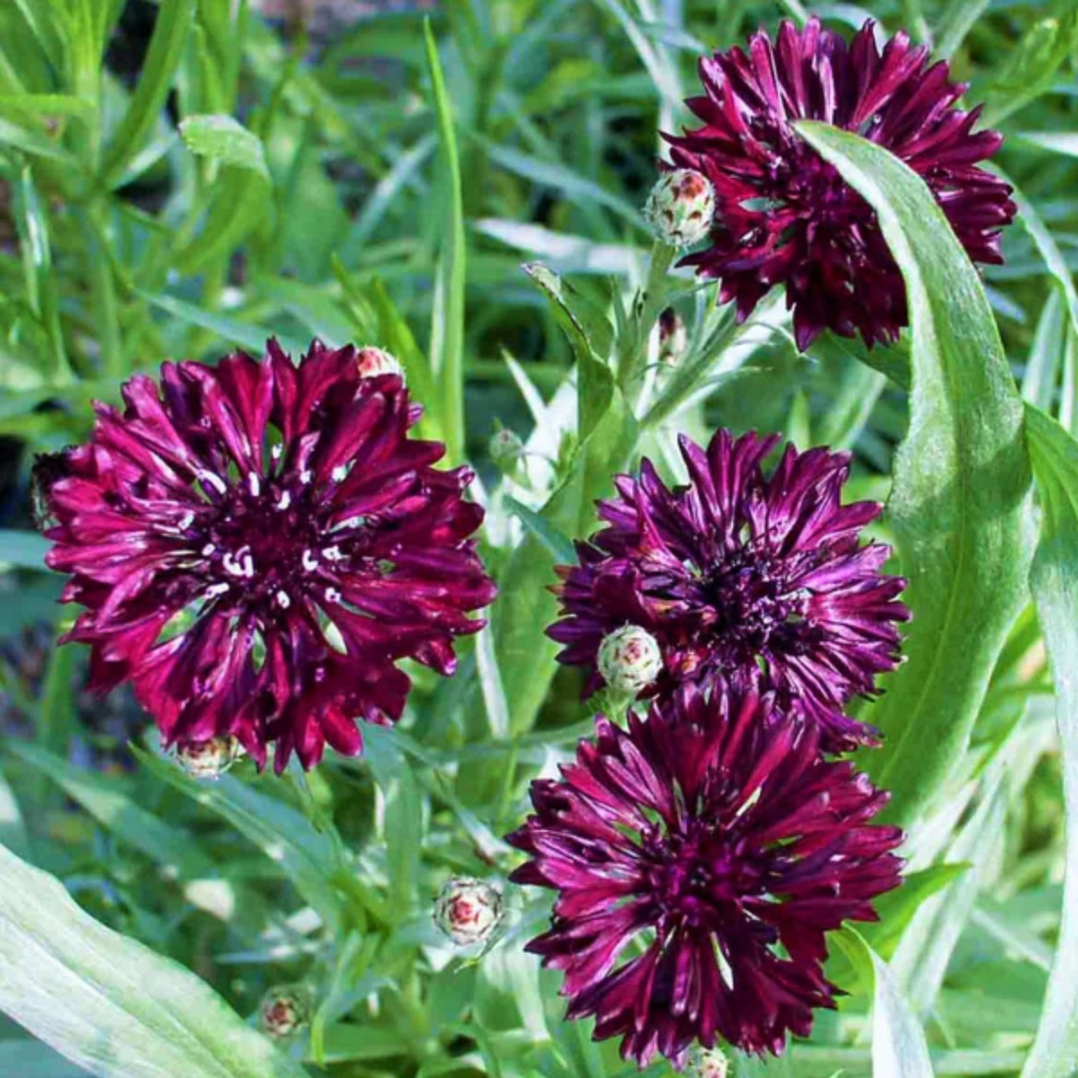 Black Bachelor’s Button Seeds - Cornflower Black Seeds, 30 seeds