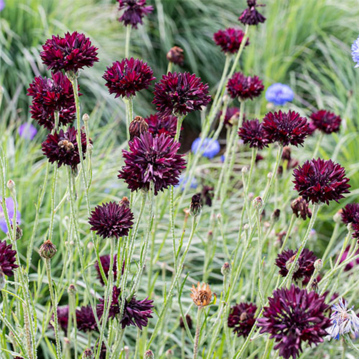 Black Bachelor’s Button Seeds - Cornflower Black Seeds, 30 seeds