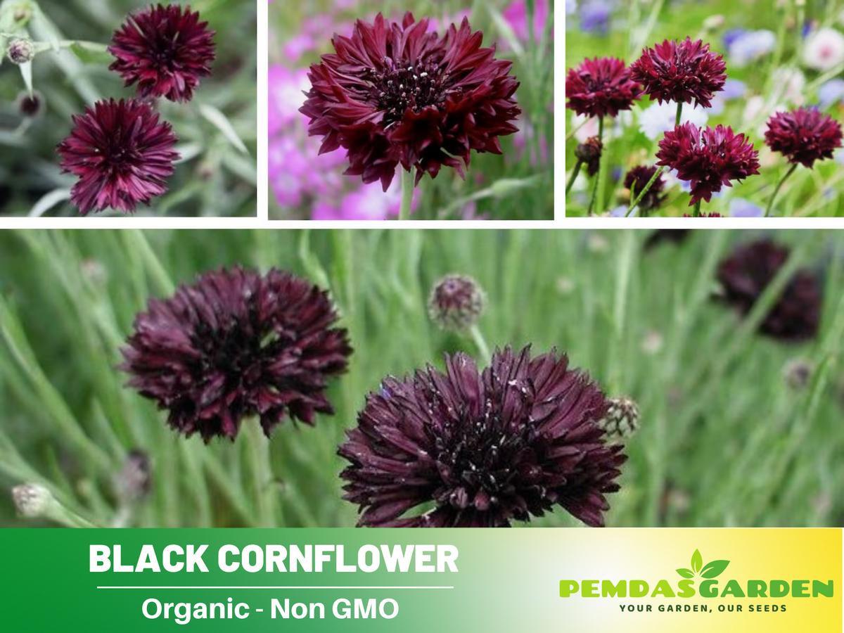 115 Seeds| Cornflower Black (Centaurea Cyanus) Seeds #6022