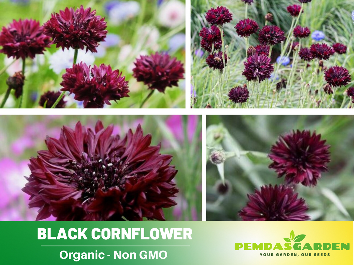 115 Seeds| Cornflower Black (Centaurea Cyanus) Seeds #6022