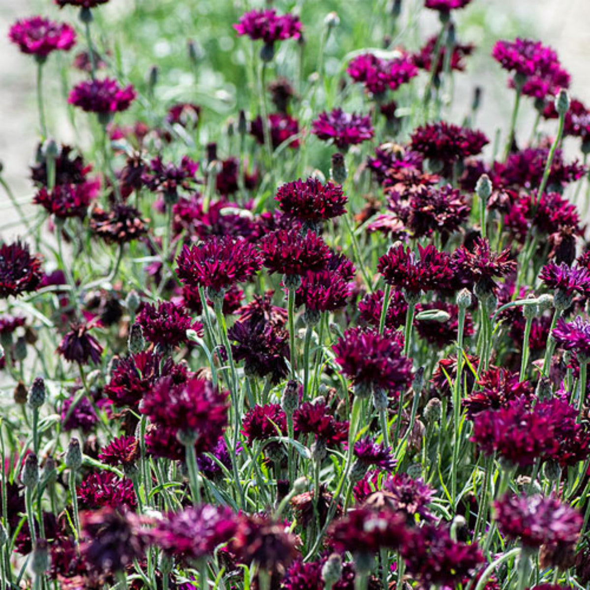 Black Bachelor’s Button Seeds - Cornflower Black Seeds, 30 seeds