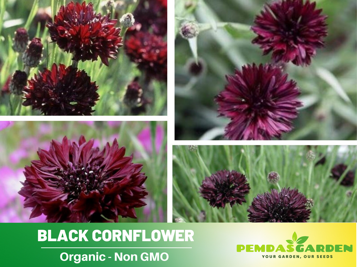 115 Seeds| Cornflower Black (Centaurea Cyanus) Seeds #6022