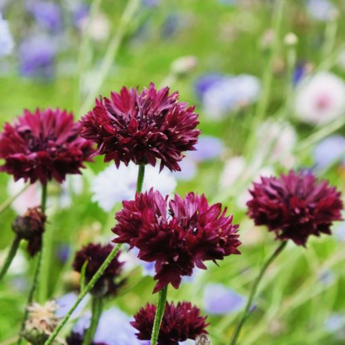Black Bachelor’s Button Seeds - Cornflower Black Seeds, 30 seeds