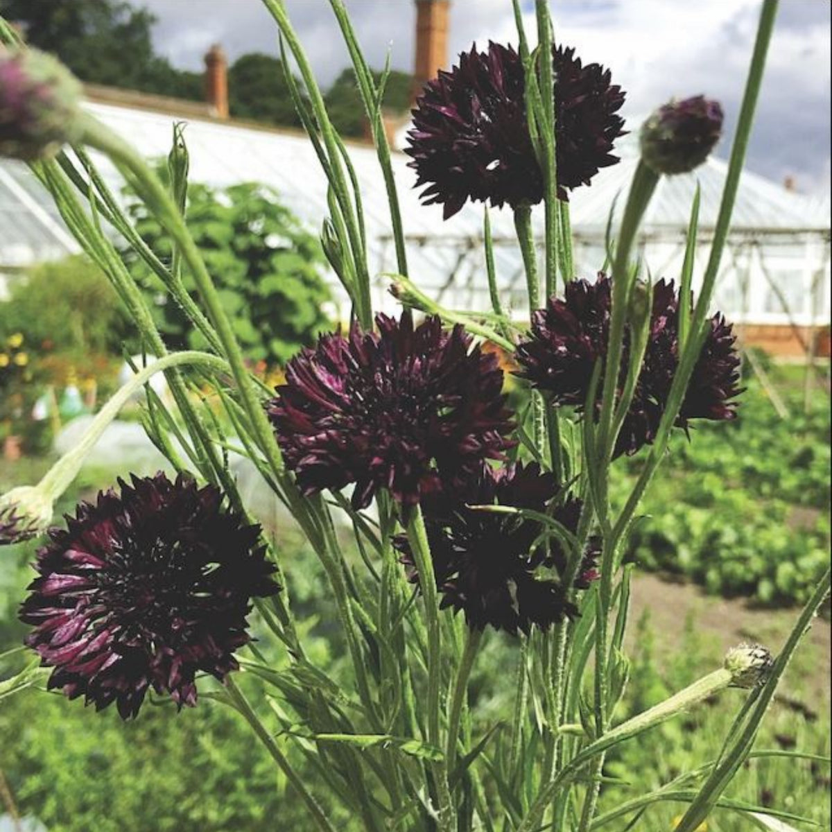 Black Bachelor’s Button Seeds - Cornflower Black Seeds, 30 seeds