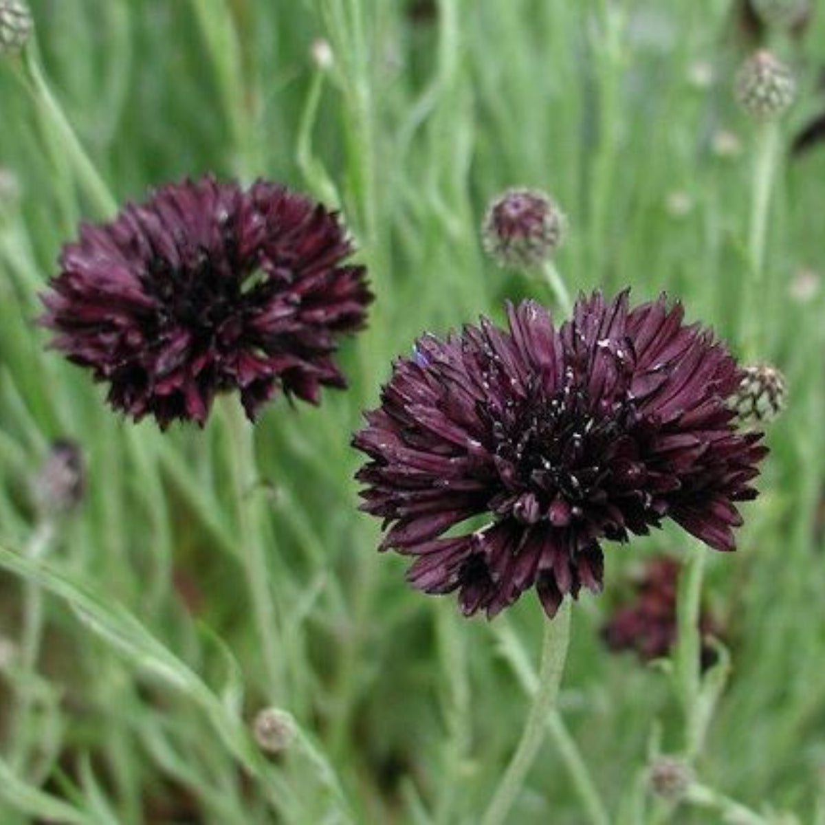 Black Bachelor’s Button Seeds - Cornflower Black Seeds, 30 seeds